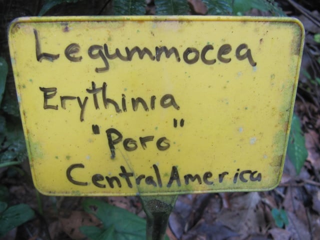 Erythrina poeppigiana