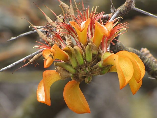 Erythrina sandwicensis