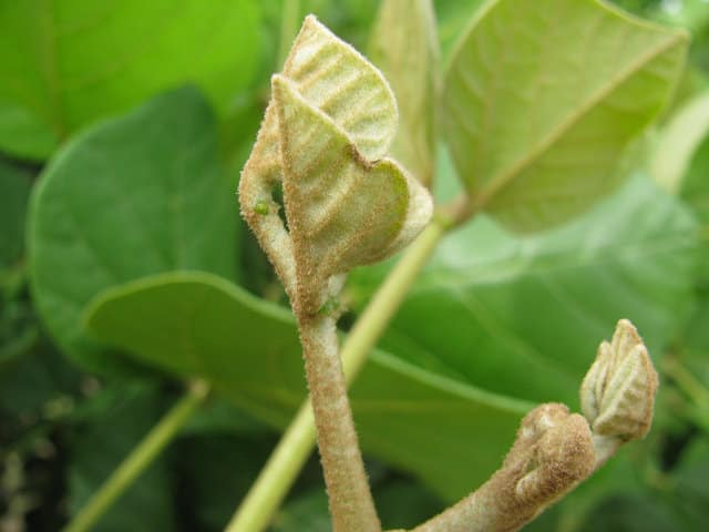 Erythrina sandwicensis
