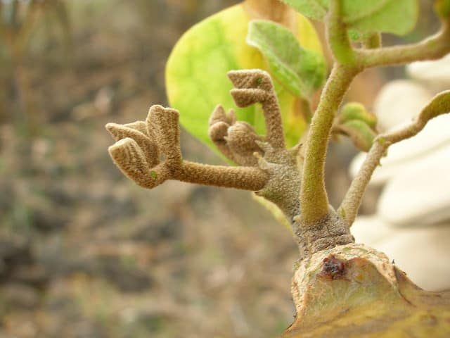 Erythrina sandwicensis