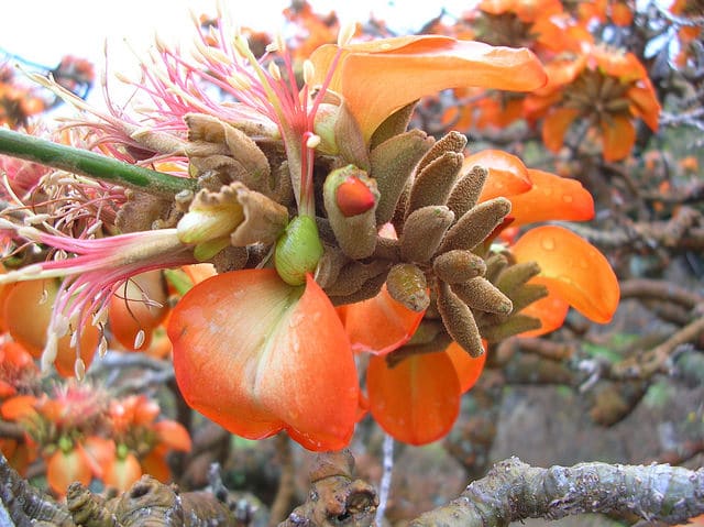 Erythrina sandwicensis