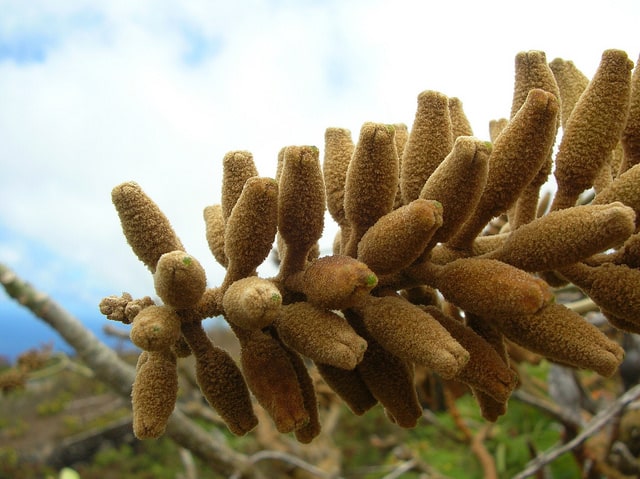 Erythrina sandwicensis (Erythrina sandwicensis)