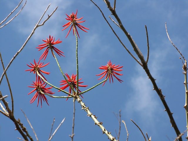 Erythrine corail