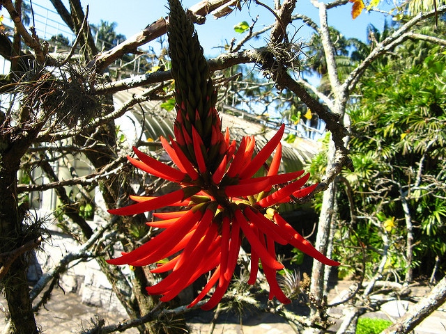 Erythrine corail