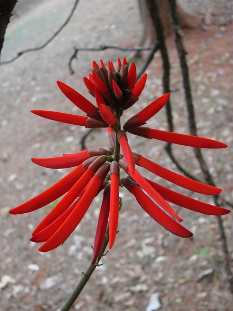 Erythrine corail