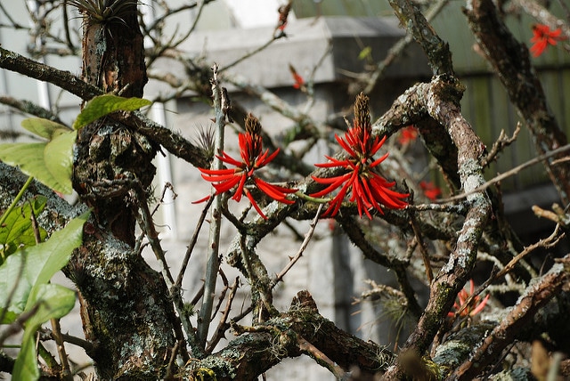 Erythrine corail (Erythrina speciosa)