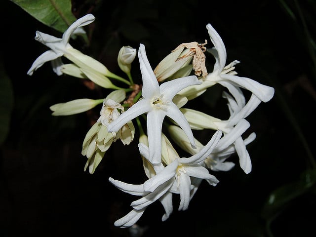 Erythrochiton brasiliensis (Erythrochiton brasiliensis)