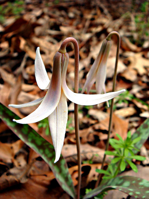 Erythronium albidum