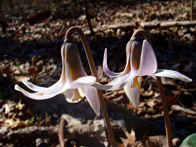 Erythronium albidum