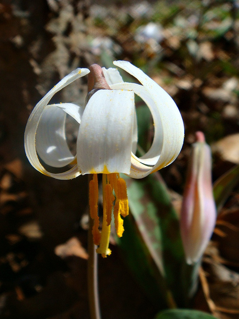 Erythronium albidum