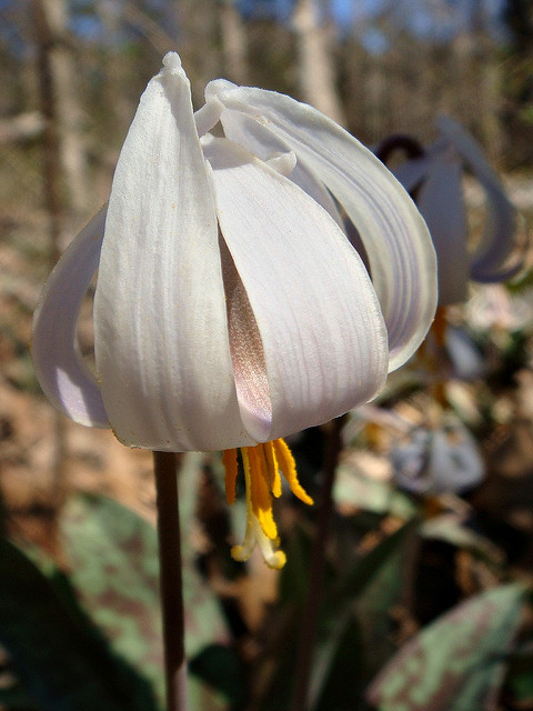 Erythronium albidum