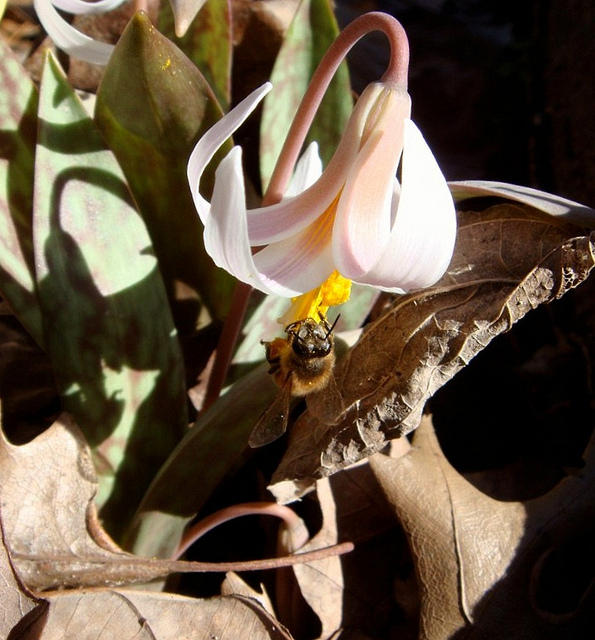 Erythronium albidum