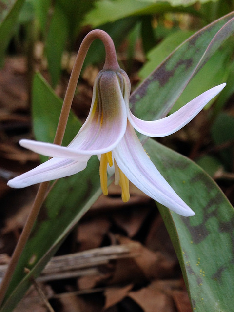 Erythronium americanum