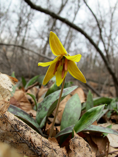 Erythronium americanum