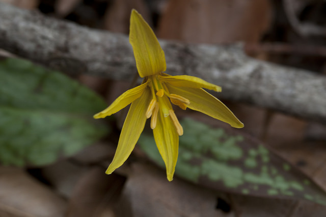 Erythronium americanum