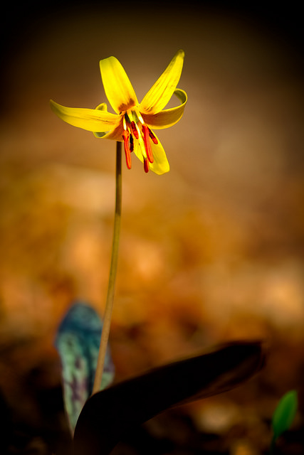 Erythronium americanum