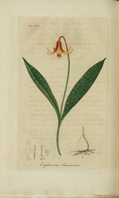 Erythronium americanum