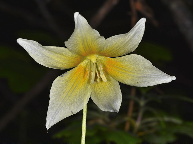 Erythronium californicum