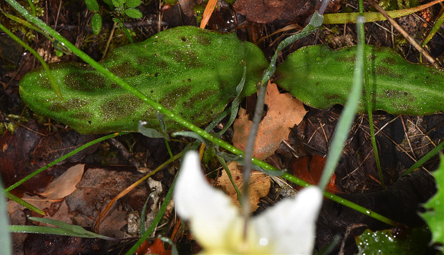 Erythronium californicum