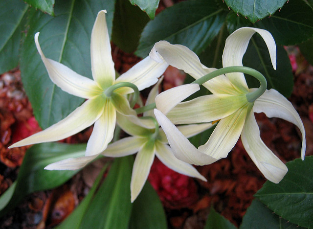 Erythronium californicum