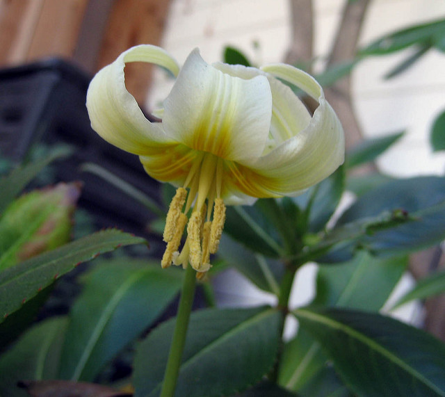 Erythronium californicum