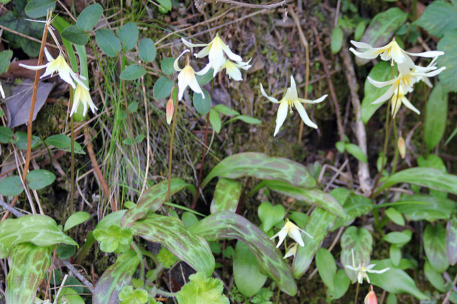 Erythronium californicum (Erythronium californicum)