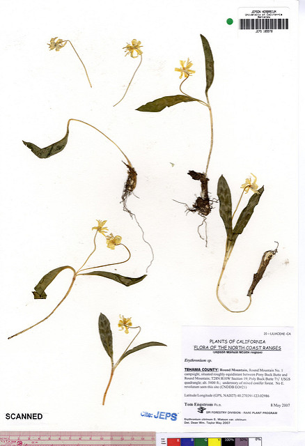 Erythronium citrinum (Erythronium citrinum)