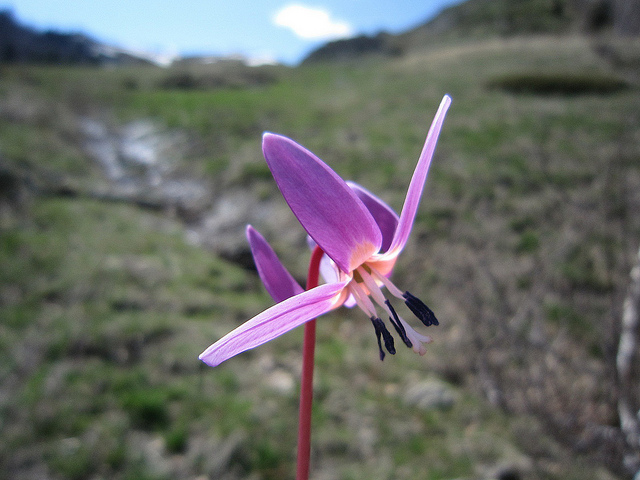 Dent-de-chien (Erythronium dens-canis)