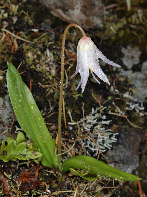 Erythronium elegans (Erythronium elegans)