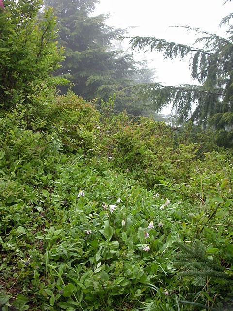 Erythronium elegans