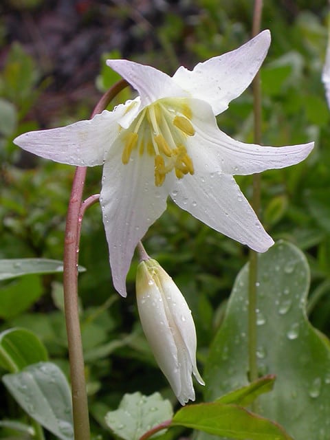 Erythronium elegans