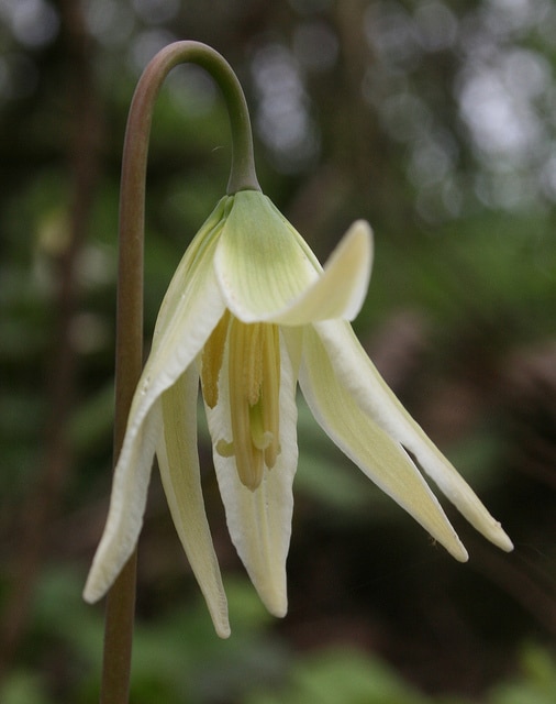 Erythronium elegans