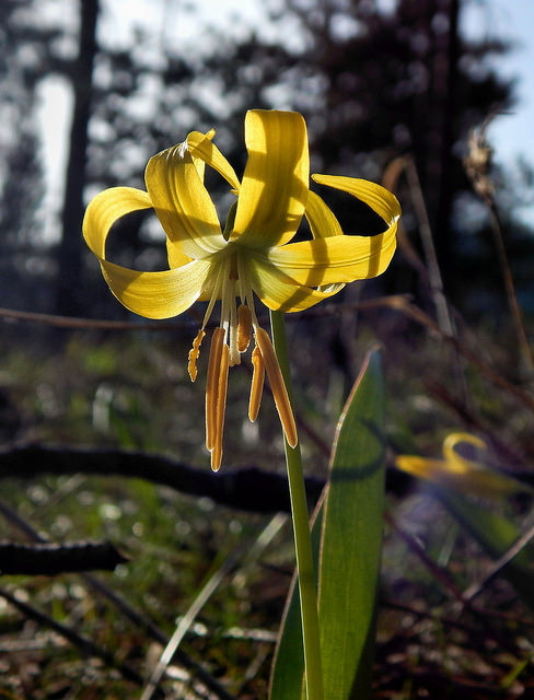 Érythrone à grandes fleurs (Erythronium grandiflorum)