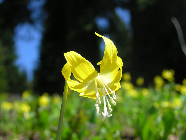 érythrone à grandes fleurs
