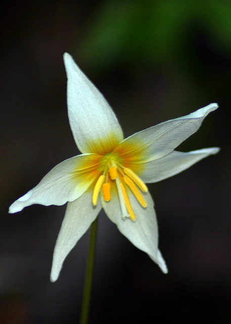 Erythronium helenae