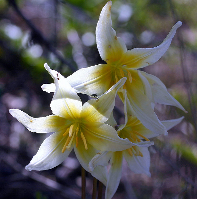 Erythronium helenae