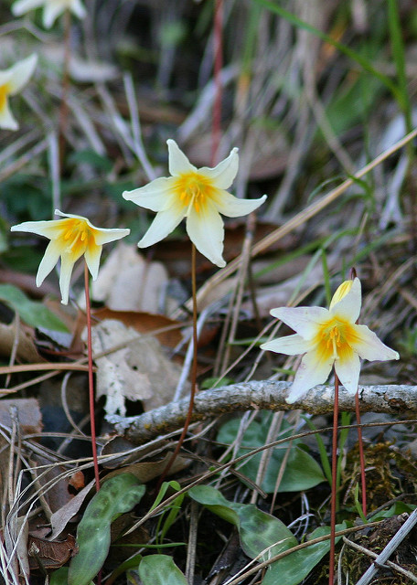 Erythronium helenae