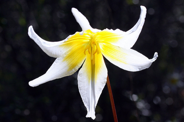 Erythronium helenae