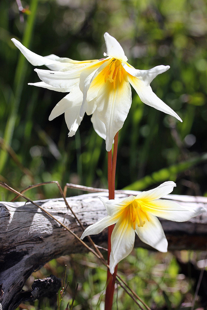 Erythronium helenae