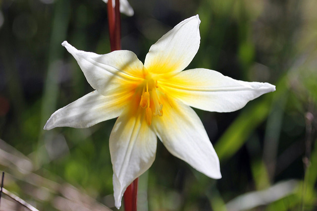 Erythronium helenae (Erythronium helenae)