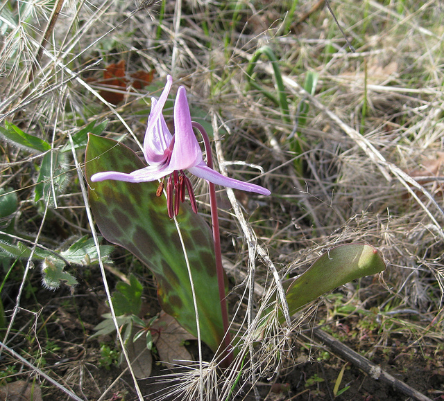 Erythronium hendersonii