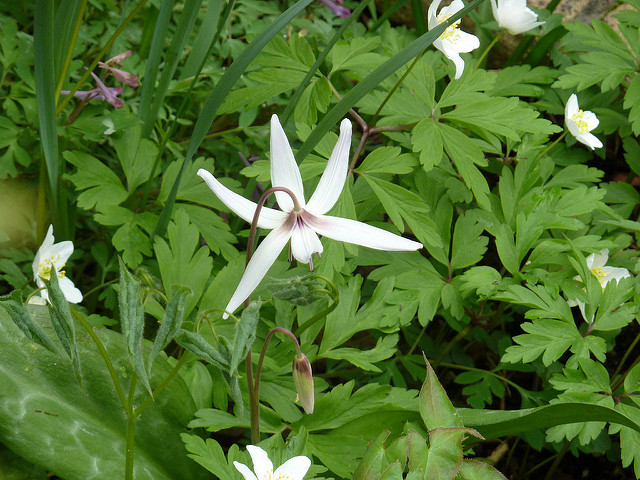 Erythronium hendersonii (Erythronium hendersonii)