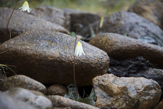 Erythronium howellii (Erythronium howellii)