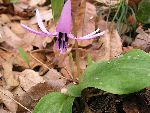 Erythronium japonicum (Erythronium japonicum)