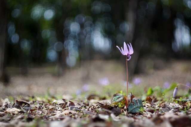 Erythronium japonicum