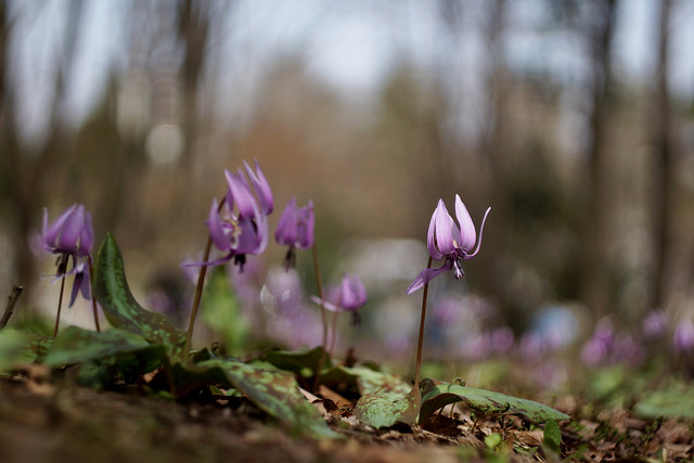 Erythronium japonicum