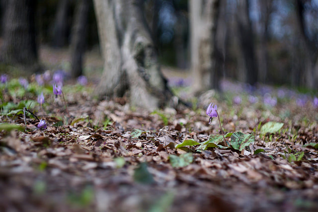 Erythronium japonicum