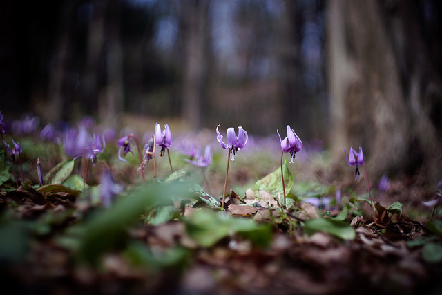 Erythronium japonicum