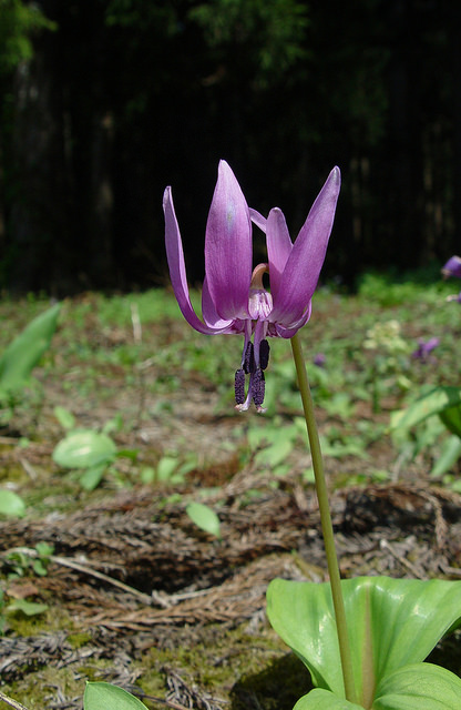Erythronium japonicum