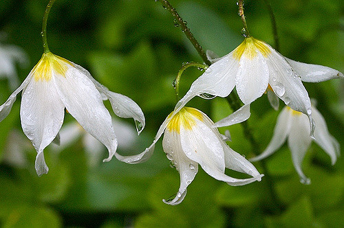 Erythronium montanum (Erythronium montanum)
